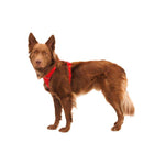 Ruffwear Front Range Dog Harness in Red Canyon (L / XL)